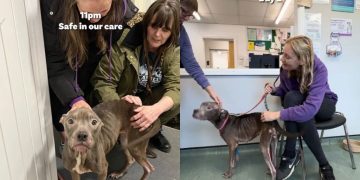 Abandoned Rescue Dog Takes Weeks To Heal but Wags Tail Like Nothing Happened