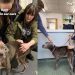 Abandoned Rescue Dog Takes Weeks To Heal but Wags Tail Like Nothing Happened
