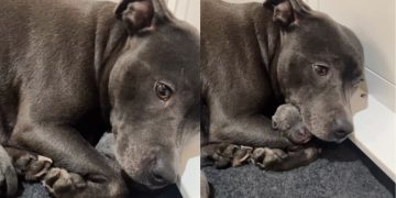 Dog Tightly Holds Her Tiny Newborn Babies Like She’s Afraid To Let Go