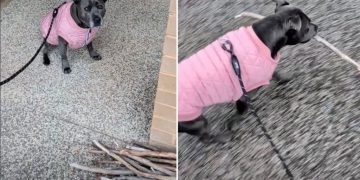 Dog Had To Make ‘Tough Decision’ at Stick Library