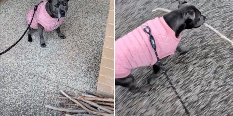 Dog Had To Make ‘Tough Decision’ at Stick Library