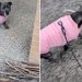 Dog Had To Make ‘Tough Decision’ at Stick Library