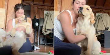 Golden Retriever Puppy Wakes up From Nap To Get Sweet Scratches From Mom