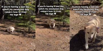 Paralyzed Dog Relearns How To Trust His Legs Again, One Wobbly Step at a Time