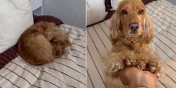 Dog Looks Like Little ‘Croissant’ & Mom Can’t Handle Cuteness