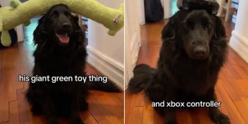 Dog Learns New Trick of Balancing Objects on His Head