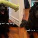 Dog Learns New Trick of Balancing Objects on His Head