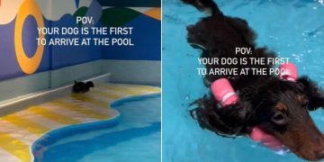 Dog Starts Doing ‘Happy Hops’ After Arriving First at Pool