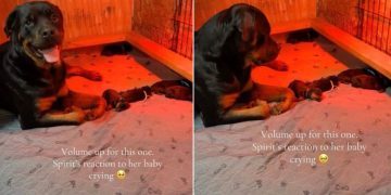 Dog Completely Freezes When She Hears Her Baby Crying, Then Does This