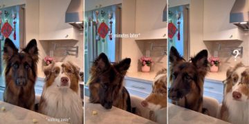 Dog Siblings’ ‘Cheese Challenge’ Ends With Unexpected Twist
