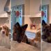 Dog Siblings’ ‘Cheese Challenge’ Ends With Unexpected Twist