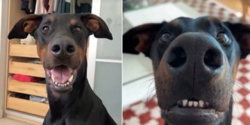 Dog Clearly Communicates a List of Things He Doesn’t Like