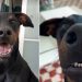 Dog Clearly Communicates a List of Things He Doesn’t Like