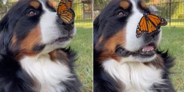 Rescue Dog Sitting With Butterfly on Nose Is Pure Storybook Magic