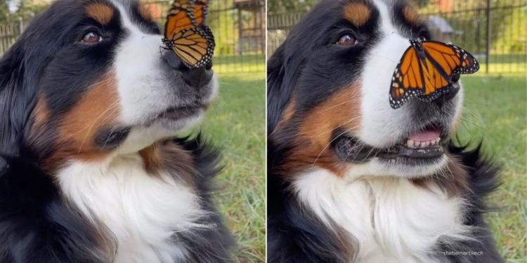 Rescue Dog Sitting With Butterfly on Nose Is Pure Storybook Magic