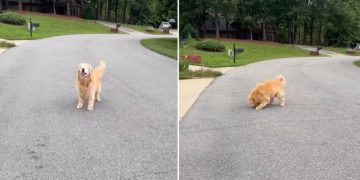 Blind Golden Retriever Doesn’t Give up His Love for Chasing Tennis Balls