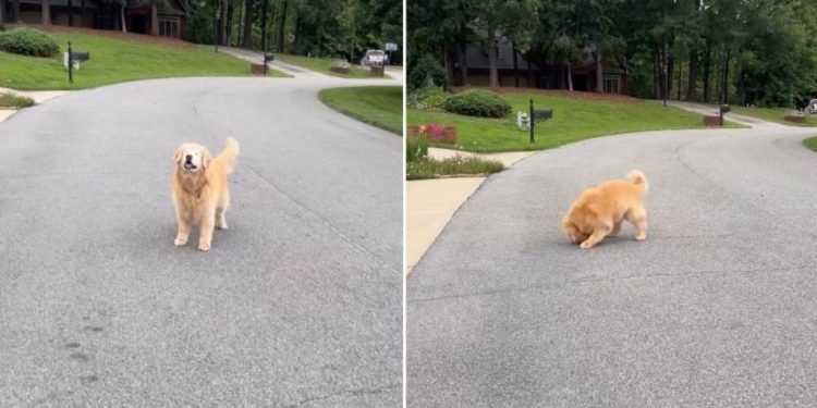 Blind Golden Retriever Doesn’t Give up His Love for Chasing Tennis Balls