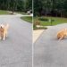 Blind Golden Retriever Doesn’t Give up His Love for Chasing Tennis Balls
