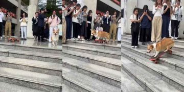 Corgi Waits for All Fans Before Showing off Skating Skill