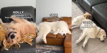 Owner Reveals Dogs’ Careers Based on How They Sleep