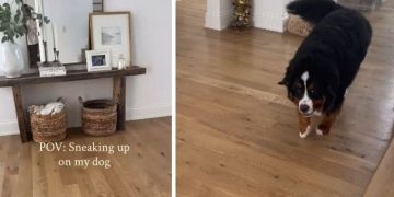 Owner Never Succeeds in Sneaking up on Dog as He Always Knows