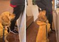 Golden Retriever Meets Kind Stranger, Charms Him Into Buy a Cookie