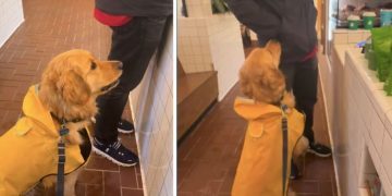 Golden Retriever Meets Kind Stranger, Charms Him Into Buy a Cookie