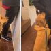 Golden Retriever Meets Kind Stranger, Charms Him Into Buy a Cookie