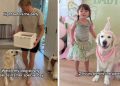 Golden Retriever Realizes It’s Her Special Day, Gets Hugs From Little Girl