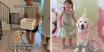 Golden Retriever Realizes It’s Her Special Day, Gets Hugs From Little Girl