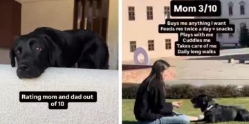 Labrador’s Ratings for Mom & Dad Differ Greatly & It’s Relatable