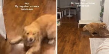 Owner Shares Dog’s Reaction When Someone Comes Over