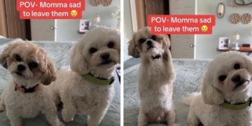 Dogs’ Cute Head & Paw Gestures Make It Hard for Mom To Leave