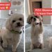 Dogs’ Cute Head & Paw Gestures Make It Hard for Mom To Leave