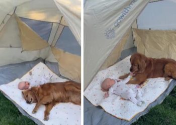 Dog & Baby Sharing Sweet Bonding Moment Under Tent Melts Hearts