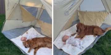Dog & Baby Sharing Sweet Bonding Moment Under Tent Melts Hearts