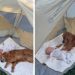 Dog & Baby Sharing Sweet Bonding Moment Under Tent Melts Hearts