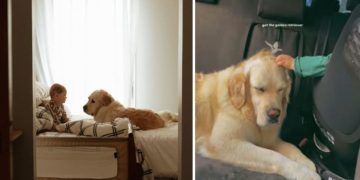 Golden Retriever’s Head Meets Little Boy’s Tiny Hand During Car Ride