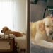 Golden Retriever’s Head Meets Little Boy’s Tiny Hand During Car Ride