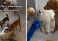 Puppy Pretends Not To See Owners To Avoid Leaving Daycare