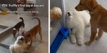 Puppy Pretends Not To See Owners To Avoid Leaving Daycare