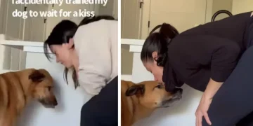 Dog Has Food Right in Front of Him, but Still Looks to Mom for a Kiss
