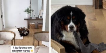 Dog Takes up Fight With Towel & Clearly Comes Out Victorious