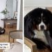 Dog Takes up Fight With Towel & Clearly Comes Out Victorious