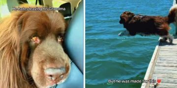 Big Dog Looks Crushed Leaving Grandma, Until a Swim Changes His Whole Mood