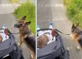 Big Dog Slows Down for Little Baby, Even Guards Her Like She’s Walking Him