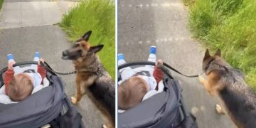 Big Dog Slows Down for Little Baby, Even Guards Her Like She’s Walking Him