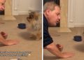 Dog & Grandpa’s Conversation Is Proof That They Share Special Bond