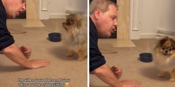 Dog & Grandpa’s Conversation Is Proof That They Share Special Bond