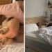 Dog Still Cuddles With Dad in Bed the Same Way She Used to as a Little Pup
